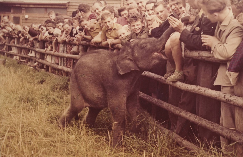 Slon ceylonský Baby, foto (c) Archiv Zoo Praha